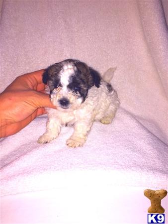 maltipoo puppy posted by NEW PUPPIES